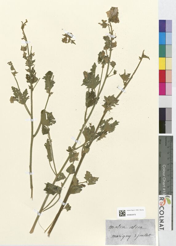 Malva alcea (Malvaceae)