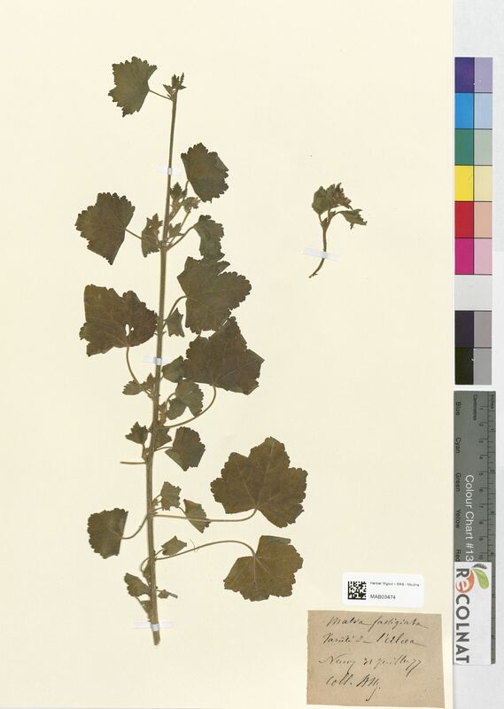 Malva fastigiata (Malvaceae)