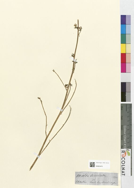 Malva fastigiata (Malvaceae)