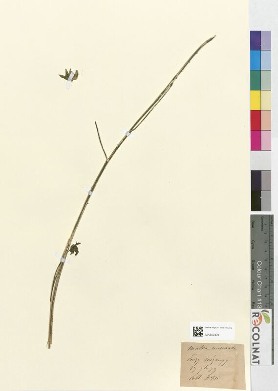 Malva moschata (Malvaceae)