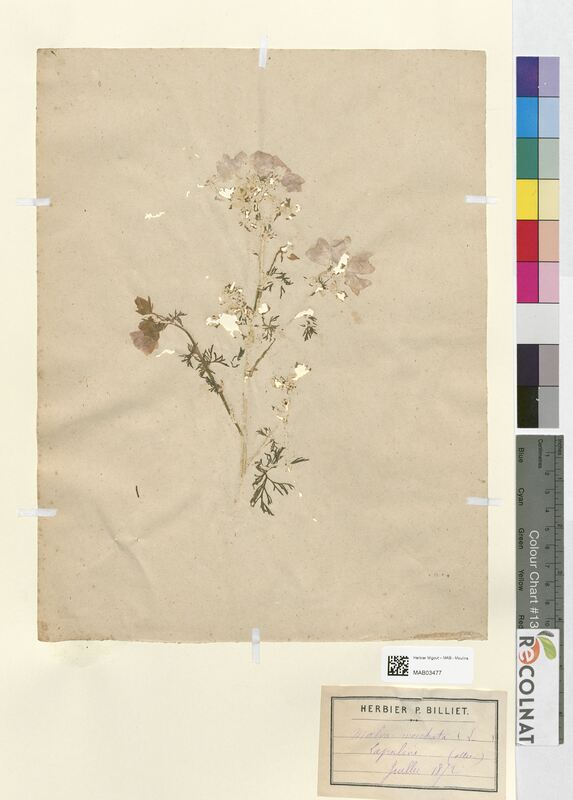 Malva moschata (Malvaceae)