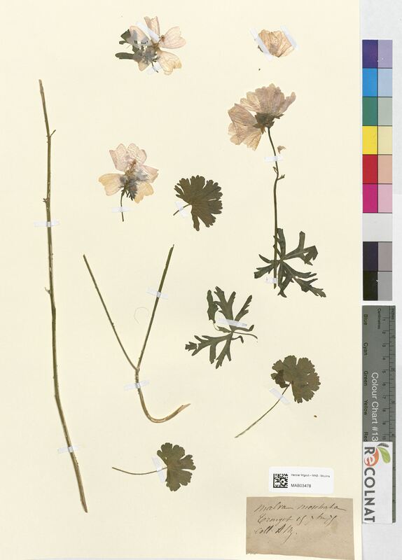 Malva moschata (Malvaceae)