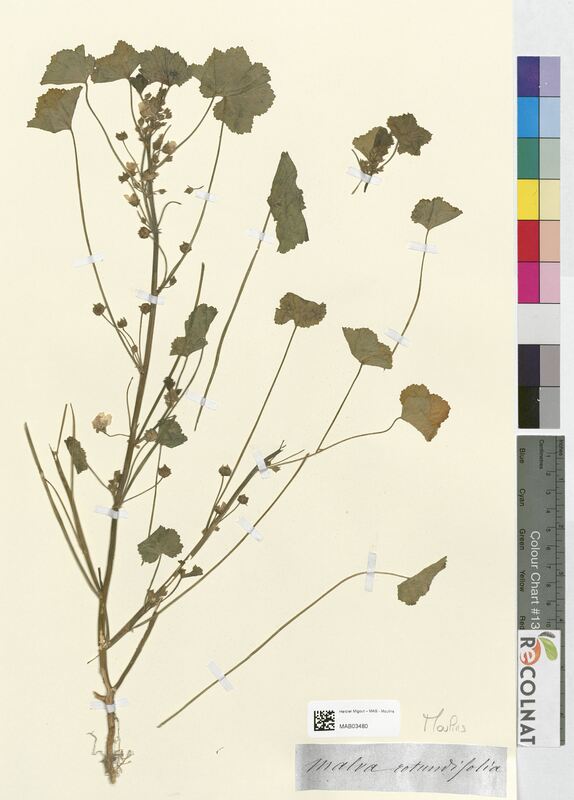 Malva rotundifolia (Malvaceae)