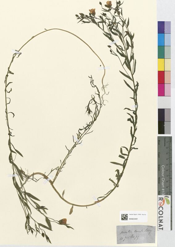 Radiola linoides (Linaceae)