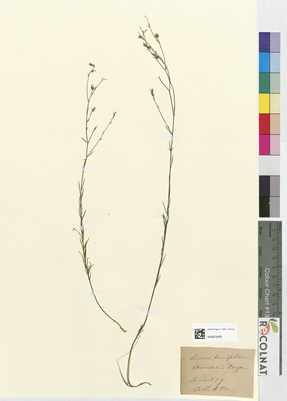 Linum tenuifolium (Linaceae)