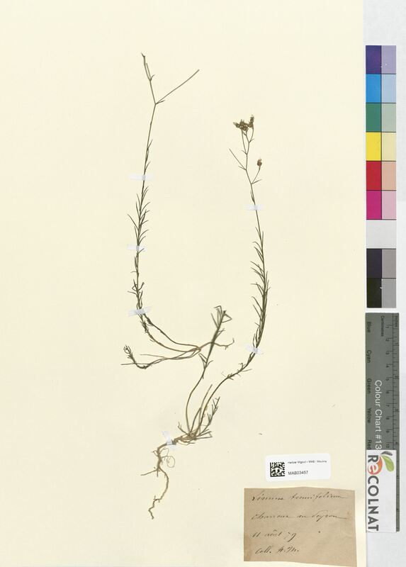 Linum tenuifolium (Linaceae)