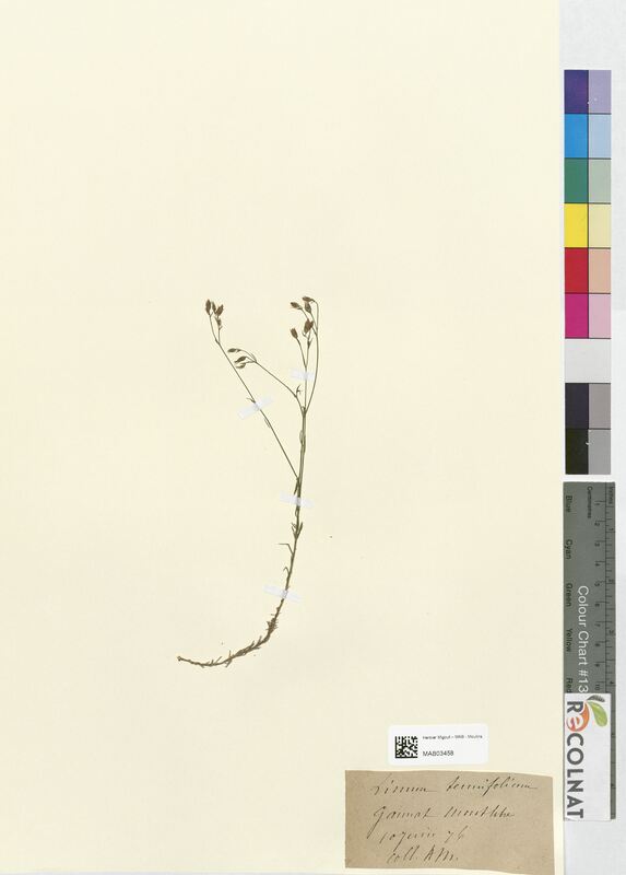 Linum tenuifolium (Linaceae)