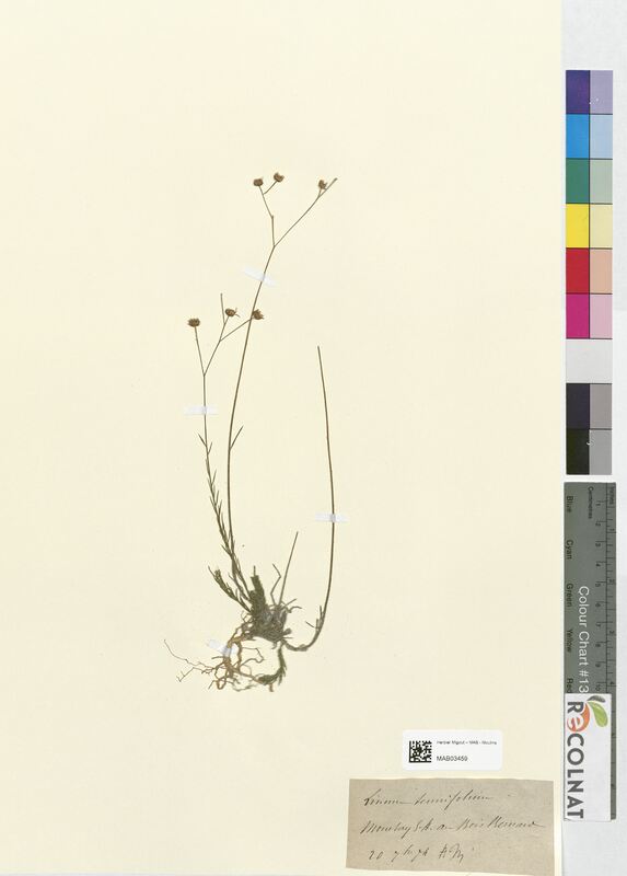 Linum tenuifolium (Linaceae)