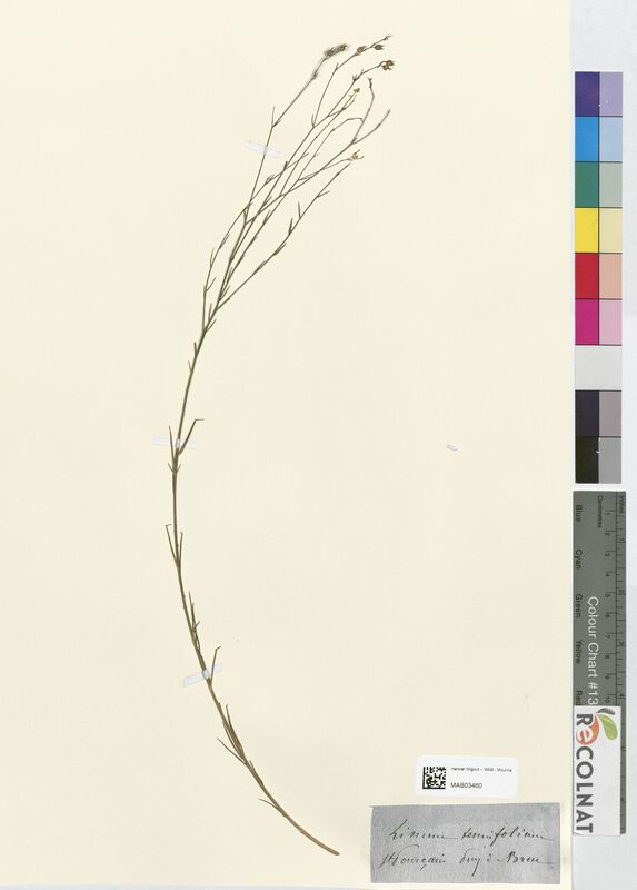 Linum tenuifolium (Linaceae)