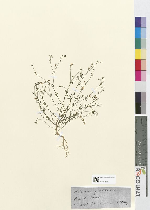 Linum gallicum (Linaceae)