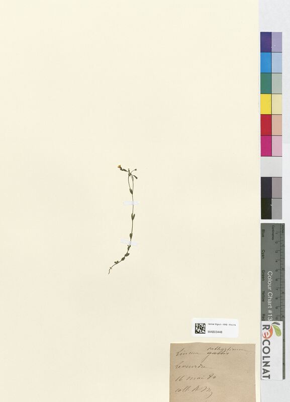 Linum catharticum (Linaceae)