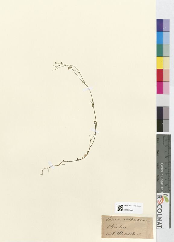 Linum catharticum (Linaceae)