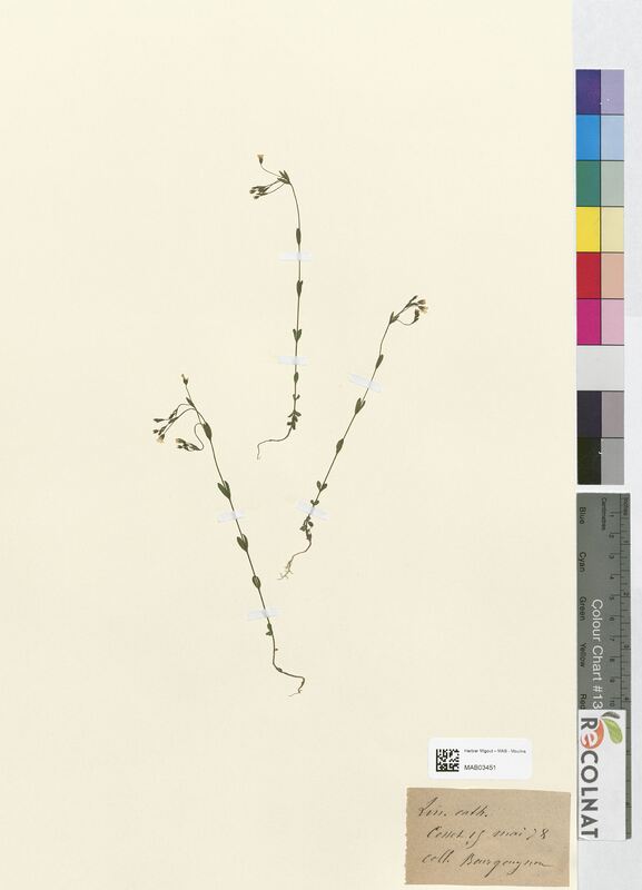 Linum catharticum (Linaceae)