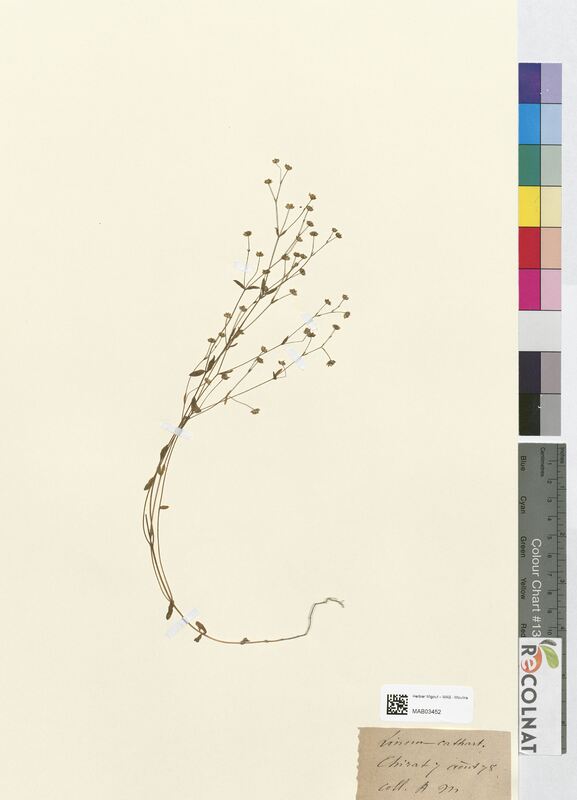 Linum catharticum (Linaceae)