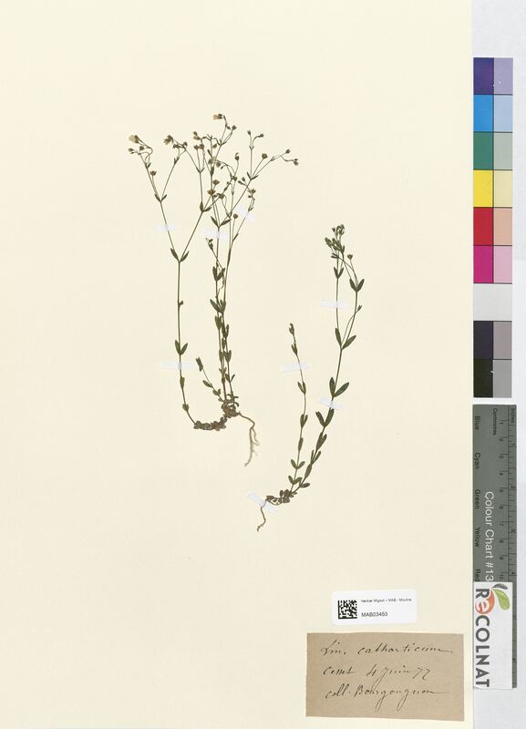 Linum catharticum (Linaceae)