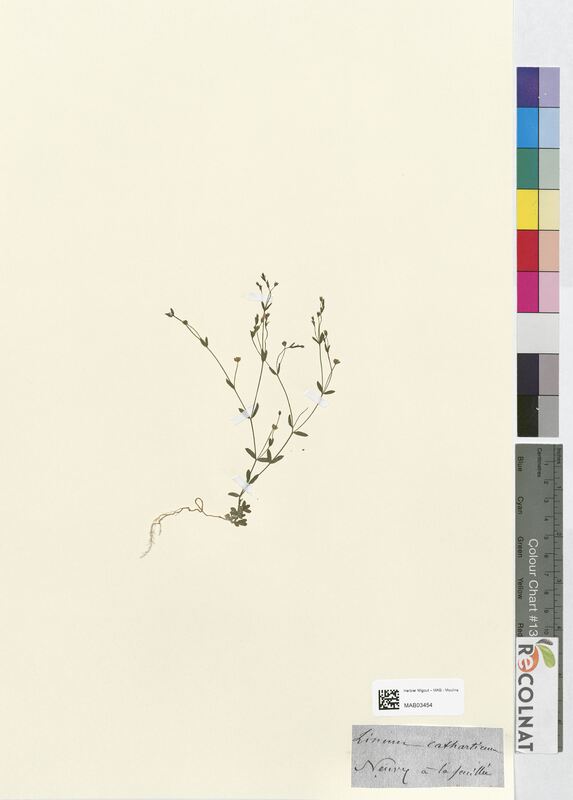 Linum catharticum (Linaceae)