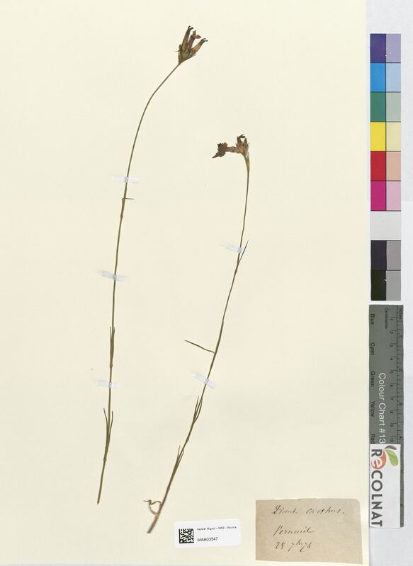 Dianthus carthusianorum (Caryophyllaceae)