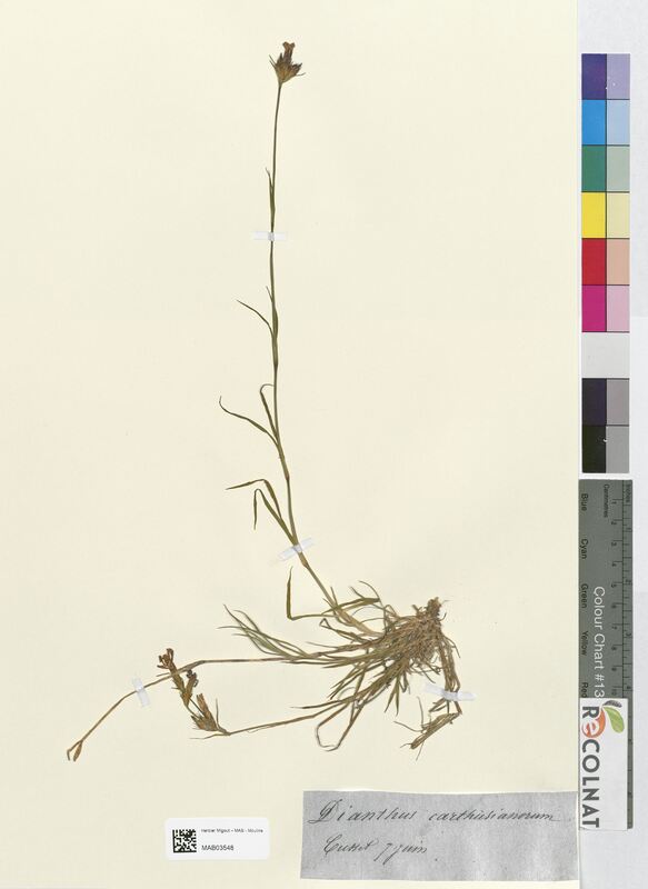 Dianthus carthusianorum (Caryophyllaceae)