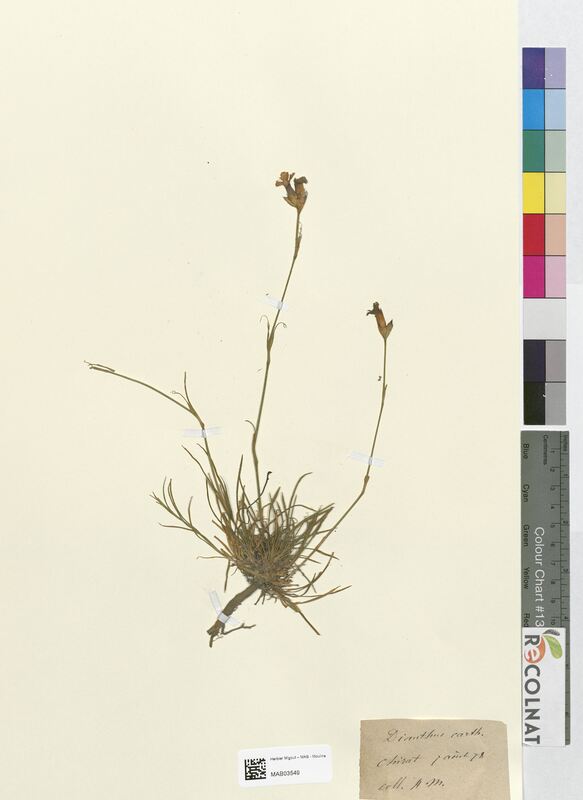 Dianthus carthusianorum (Caryophyllaceae)