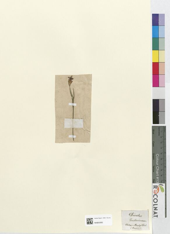 Dianthus carthusianorum (Caryophyllaceae)