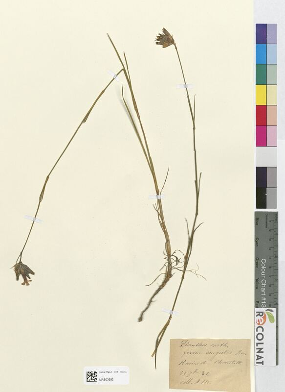 Dianthus carthusianorum (Caryophyllaceae)