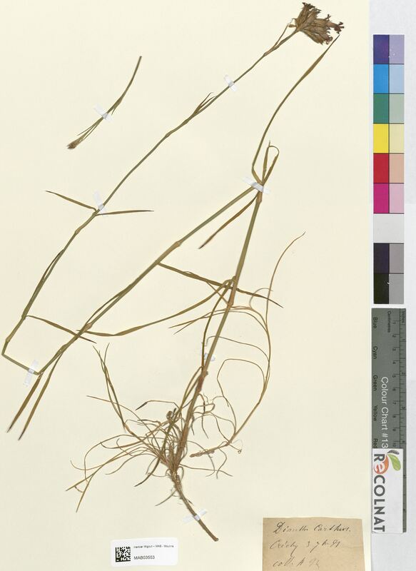 Dianthus carthusianorum (Caryophyllaceae)