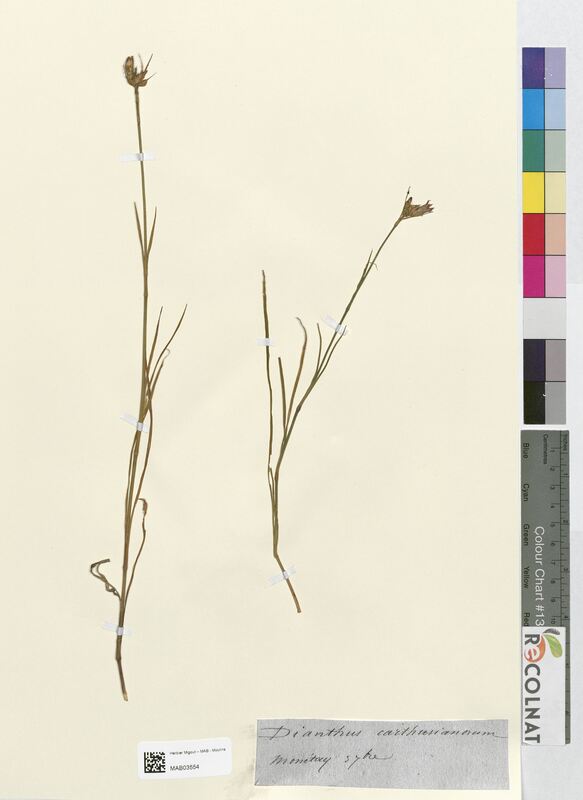 Dianthus carthusianorum (Caryophyllaceae)