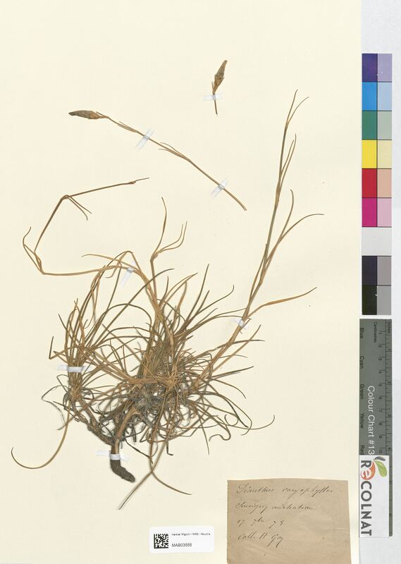 Dianthus caryophyllus (Caryophyllaceae)