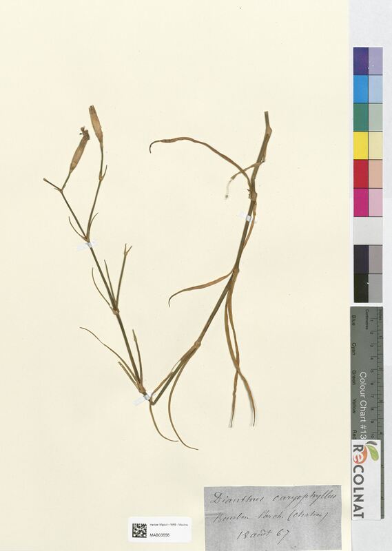 Dianthus caryophyllus (Caryophyllaceae)