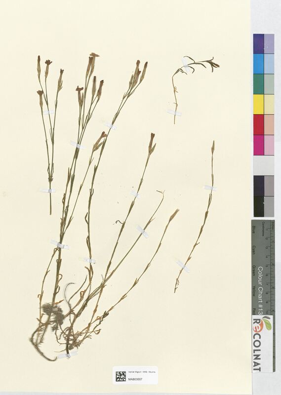 Dianthus deltoides (Caryophyllaceae)