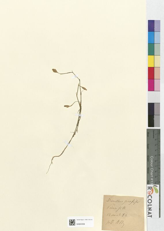 Dianthus prolifer (Caryophyllaceae)