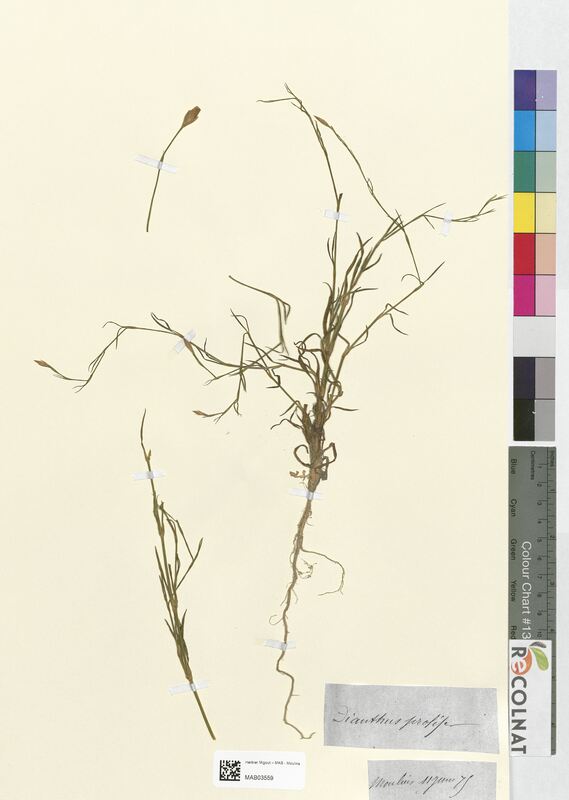 Dianthus prolifer (Caryophyllaceae)