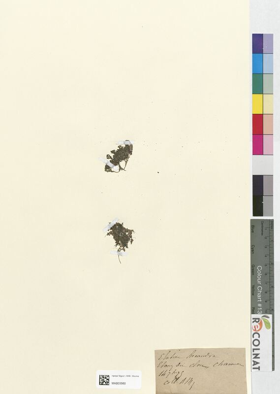 Elatine hexandra (Caryophyllaceae)