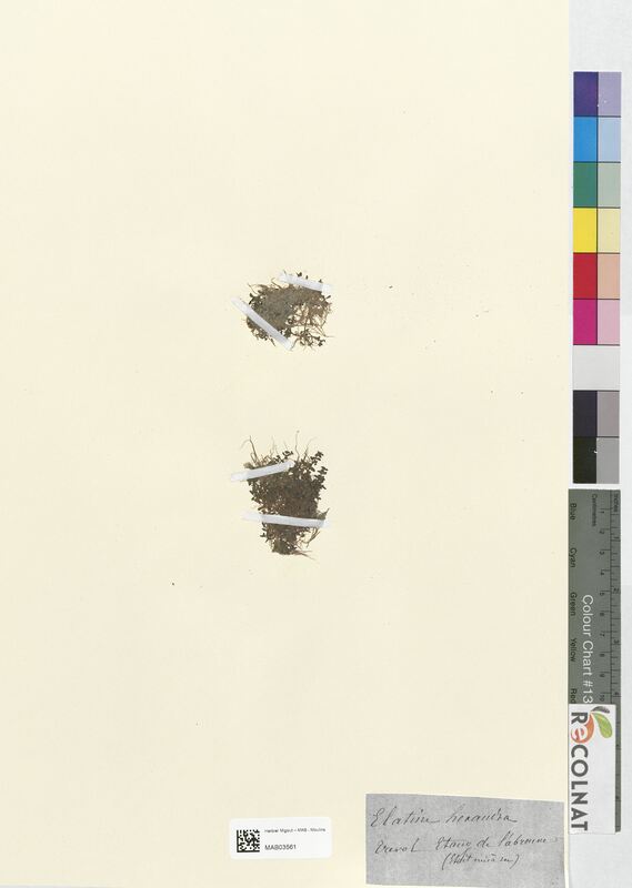 Elatine hexandra (Caryophyllaceae)