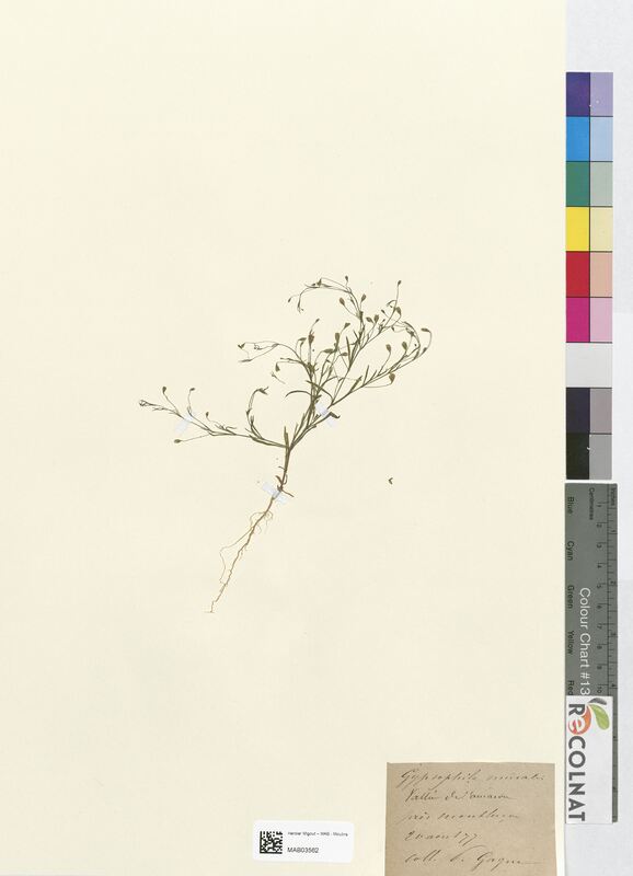 Gypsophila muralis (Caryophyllaceae)