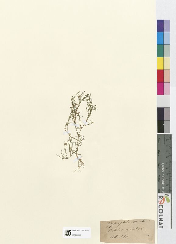 Gypsophila muralis (Caryophyllaceae)