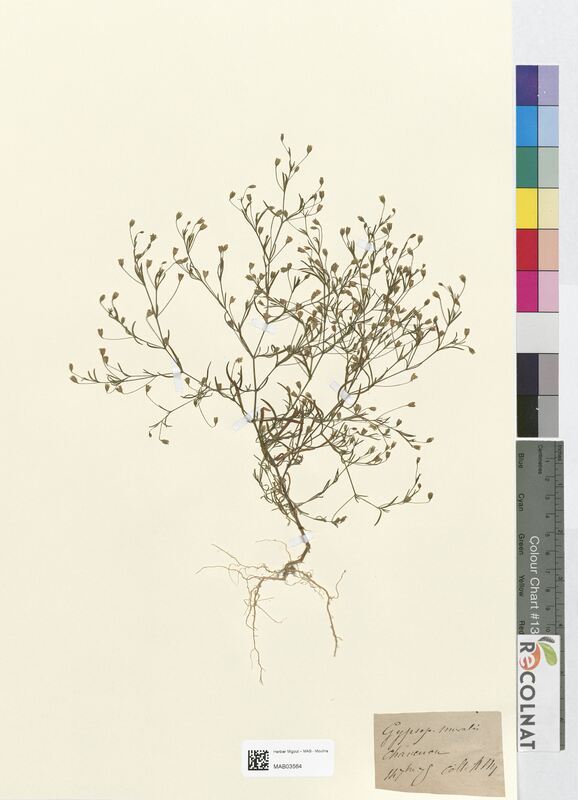 Gypsophila muralis (Caryophyllaceae)