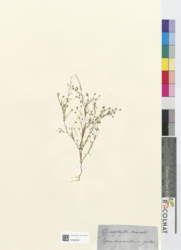 Gypsophila muralis (Caryophyllaceae)