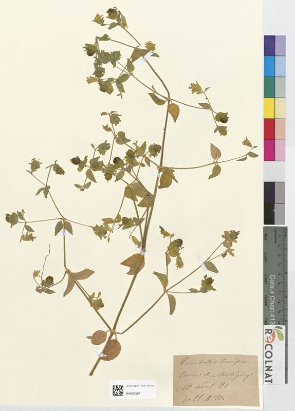 Cucubalus baccifer (Caryophyllaceae)