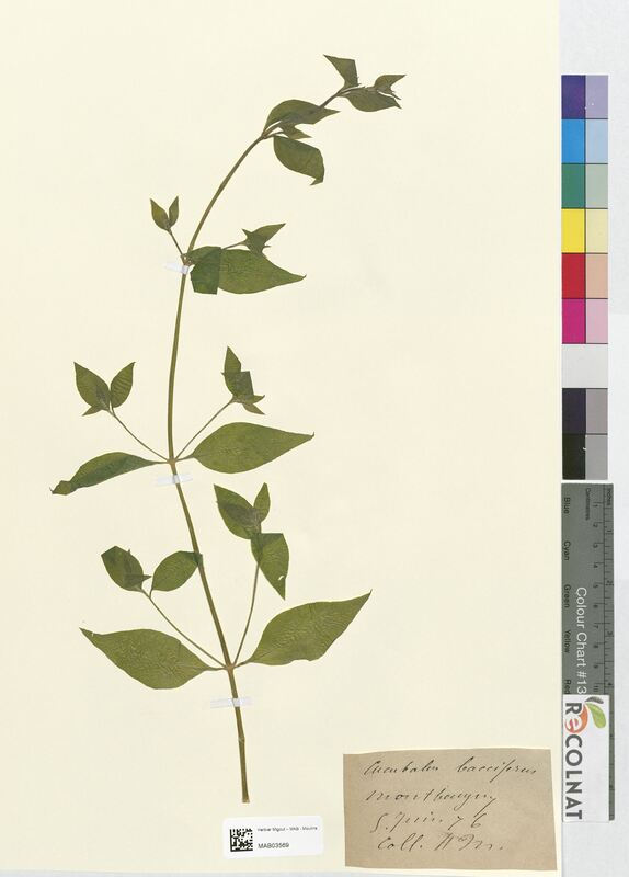 Cucubalus baccifer (Caryophyllaceae)