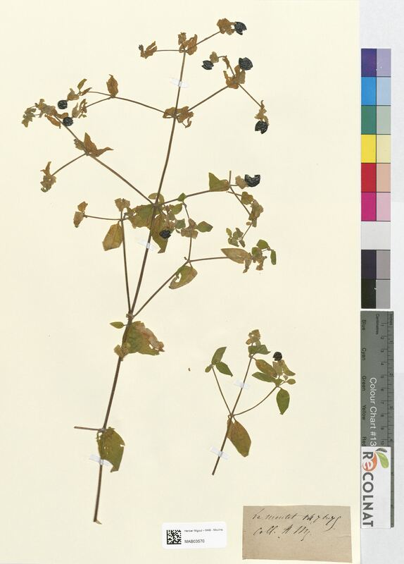 Cucubalus baccifer (Caryophyllaceae)