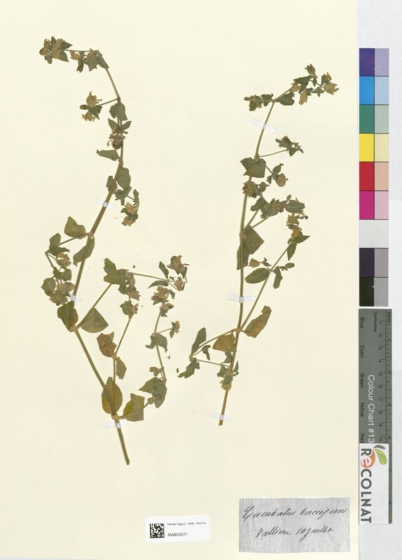 Cucubalus baccifer (Caryophyllaceae)