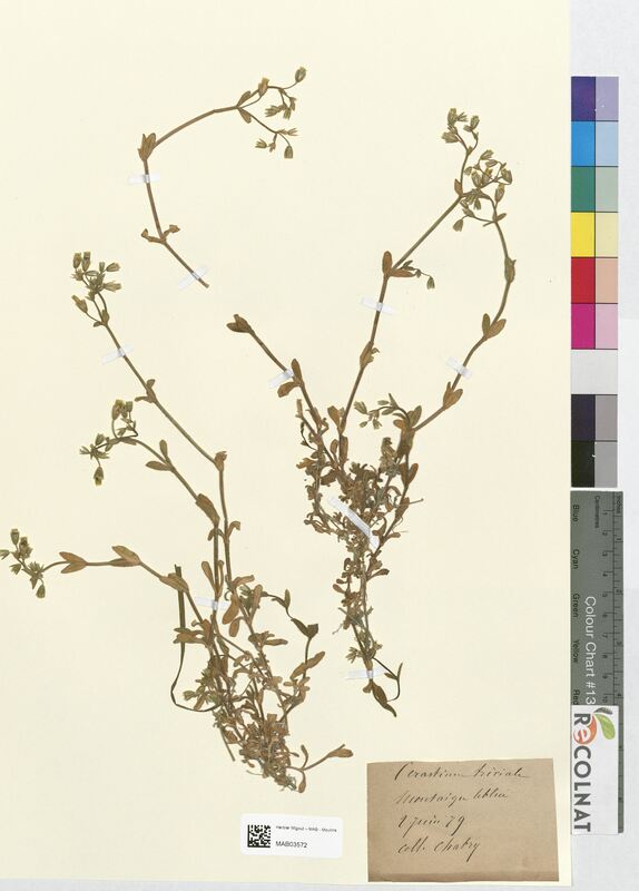 Cerastium triviale (Caryophyllaceae)