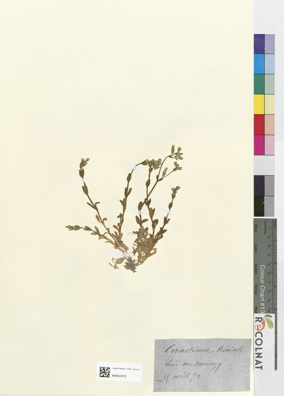 Cerastium triviale (Caryophyllaceae)