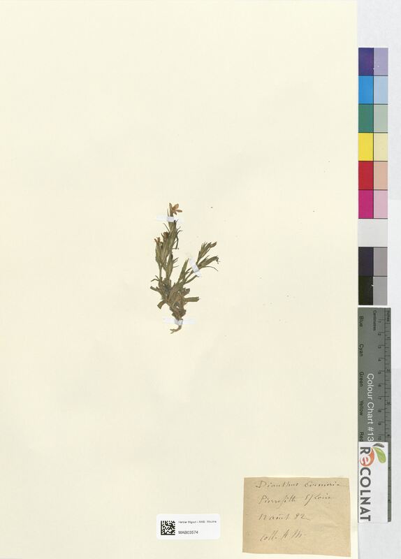 Dianthus armeria (Caryophyllaceae)