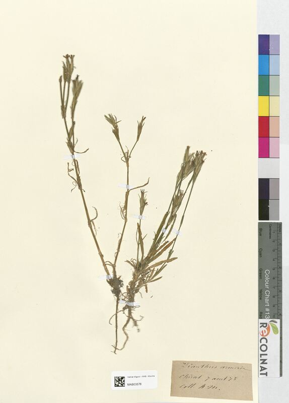 Dianthus armeria (Caryophyllaceae)