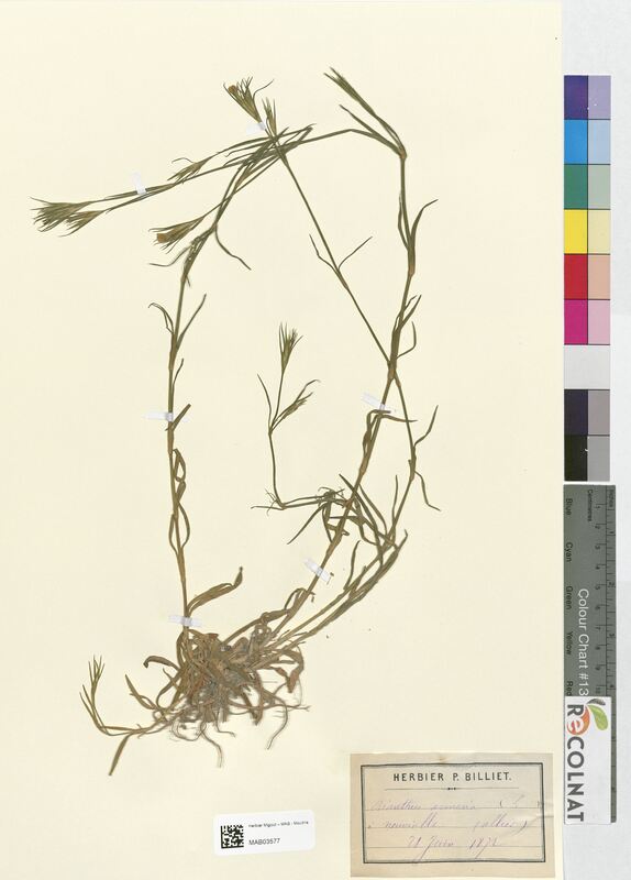 Dianthus armeria (Caryophyllaceae)