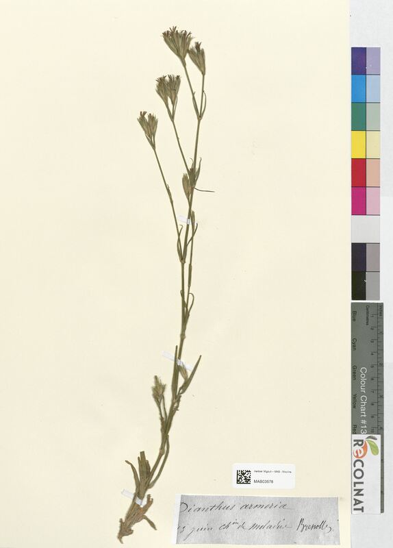 Dianthus armeria (Caryophyllaceae)