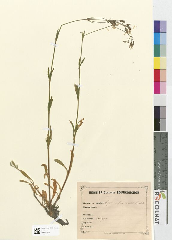 Lychnis flos-cuculi (Caryophyllaceae)