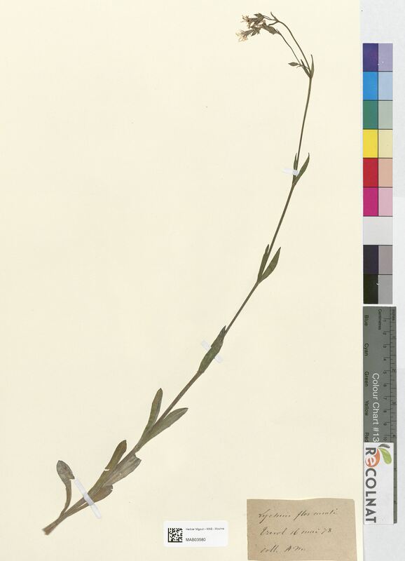 Lychnis flos-cuculi (Caryophyllaceae)